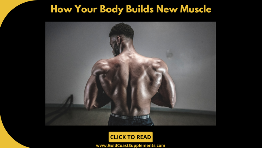 How Your Body Builds New Muscle